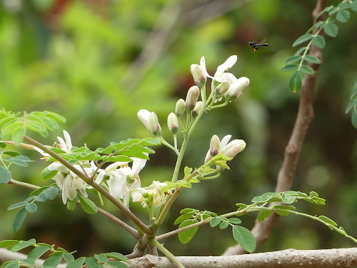 Moringa for Diabetes